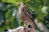 Little_Owl_2.JPG