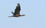 Ibis