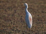 Heron, Egret and Cormorant Spain