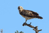 Short Toed Snake Eagle