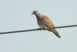 Other Passerine Species