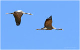 Common Cranes in Flight