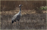 Common Crane