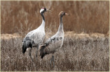 Common Crane