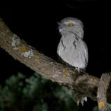 Tawny Frogmouth - Uilnachtzwaluw - Podarge gris