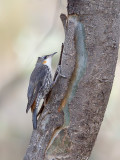 White-throated Treecreeper - Witkeelkruiper - Échelet leucophée (juv f)