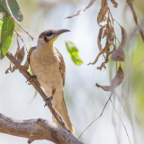 Little Friarbird - Kleine Lederkop - Polochion à menton jaune