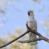 Sulphur-crested Cockatoo - Grote Geelkuifkaketoe - Cacatoès à huppe jaune