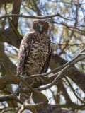Powerful Owl - Grote Valkuil - Ninoxe puissante