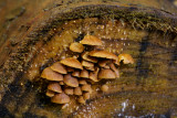 logpile-fungi-psms1.jpg