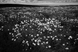 lammermuir-cottongrass-bw.jpg