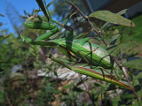 Mating Mantis / COPULATION ( accouplement ) chez la MANTE RELIGIEUSE / PRAYING MANTIS  / Mantis religiosa