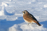 ALOUETTE HAUSSE-COL  /  HORNED LARK