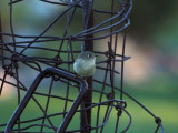 Roitelet  couronne rubis (Ruby-crowned Kinglet)