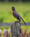 American Robin / Merle dAmerique