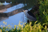 BIHOREAU GRIS / Black crowned night heron
