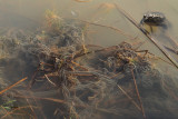Chapelet d'oeufs du crapaud d'Amérique