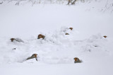 GRAY PARTRIDGE (9) PERDRIX GRISE dans ma cour