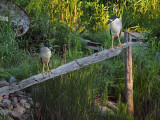 Black crowned night heron / BIHOREAU GRIS