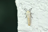 Diacrisie de Virginie / Yellow wollybear (Spilosoma virginica)