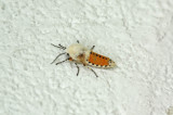 Yellow wollybear / Diacrisie de Virginie  (Spilosoma virginica)