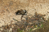 Abeille charpentière