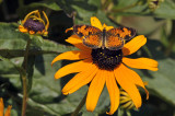 Croissant nordique / Phyciodes cocyta (f)