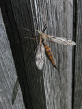 TIPULES / COUSINS (Diptères Tipulidae)