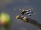 Twelve-spotted skimmer / Libellule GRACIEUSE