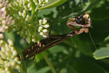 MANTE RELIGIEUSE / PRAYING MANTIS  / Mantis religiosa