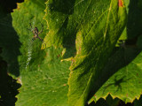 ARGIOPE DORE / SPIDER ARGIOPE KEYSERLINGI