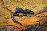 Salamandre à points bleus (Ambystoma laterale-texanum) 16 / Sep / 2017 à L'Éco-Lot