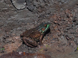 La GRENOUILLE VERTE pas toujours verte