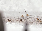 PLECTROPHANE LAPON / Lapland Longspur / Calcarius lapponicus