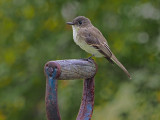 Sayornis phoebe / Eastern phoebe / Moucherolle Phbi