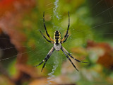 ARGIOPE DORE / SPIDER ARGIOPE KEYSERLINGI