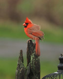 Cardinal rouge