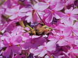 SPHINX (COLIBRI) DU CHVREFEUILLE