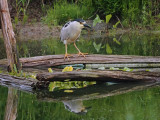 Black crowned night heron / BIHOREAU GRIS