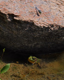 Eastern pondhawk male / Erythemis simplicicollis male