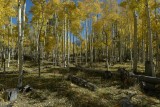 Wilson Meadows /  Flagstaff Arizona  / Aspen trees in scattered light 