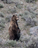 Bear, Grizzly AL7A7179-1.jpg