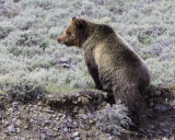 Bear, Grizzly AL7A6103.jpg
