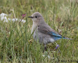 Bluebird, Mountain AL7A0523.jpg