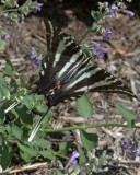 Swallowtail, Zebra AL7A2542Edit.jpeg