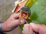 Removing the pituitary from the plug.