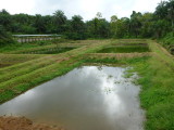 Pig stye plus ponds