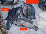 Mozambique, Nile and 3-Spot Tilapia in the Chibuto fish market