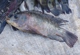 Nile Tilapia (Oreochromis niltoticus) in the Chibuto fish market