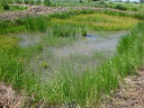 Small scale tilapia pond at Zuza with weeds 